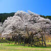 圧巻の一本桜