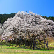 根尾谷淡墨桜 クチコミ・アクセス・営業時間｜本巣・山県