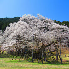 根尾谷淡墨桜