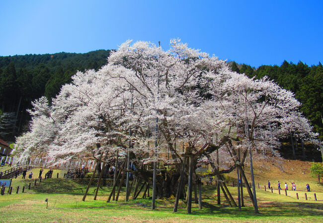 根尾の淡墨桜‼️値段交渉OK です‼️ 根尾谷淡墨桜は岐阜県本巣市の公園にある日本三大桜の一つなのだ