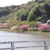 4月上旬に染井吉野が満開になりそれから1週間遅れで緑色の花を咲かせる桜御衣黄が満開になります。