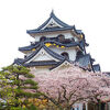 桜満開