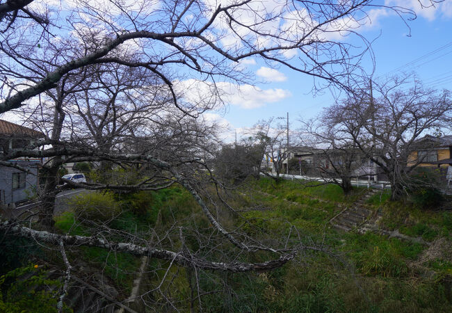 市街地の中を流れる玉川沿いに続く桜並木の堤