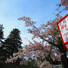 夜桜ライトアップ