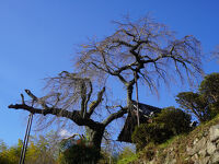地蔵禅院のシダレザクラ
