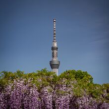 亀戸天神社 藤まつり