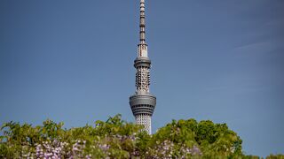 亀戸天神社 藤まつり