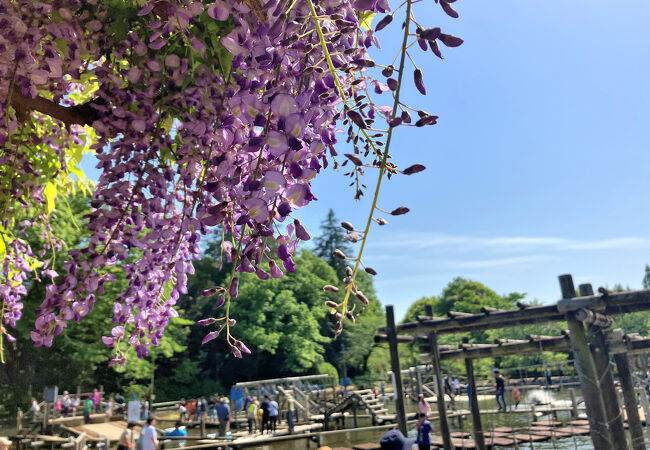 清水公園