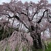 一本だけなのにお見事
