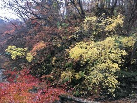 四万やまぐち館 写真