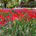 2025　となみチューリップフェア