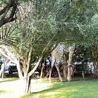 キリン、、見えますか