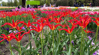 2025となみチューリップフェア