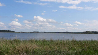 ゴイサギが見られました。