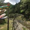 川沿いに桃花