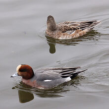 ヒドリガモ♂♀