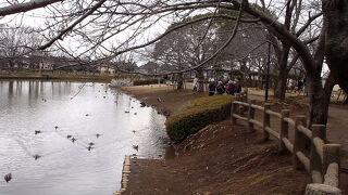 ヒドリガモ♂♀が見られました。