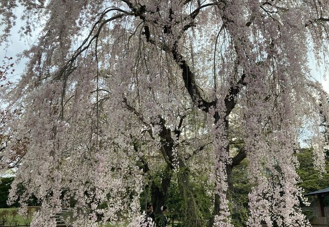 中島公園