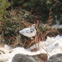 山小屋近くで雷鳥に出会いました
