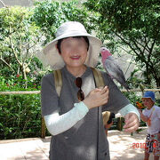 色々な鳥さんが見られます。