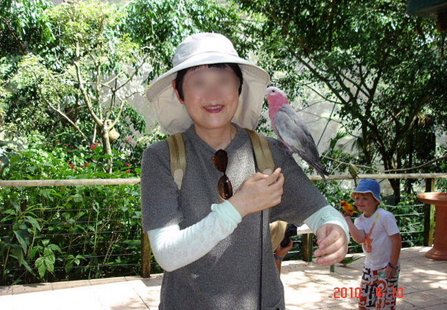 色々な鳥さんが見られます。