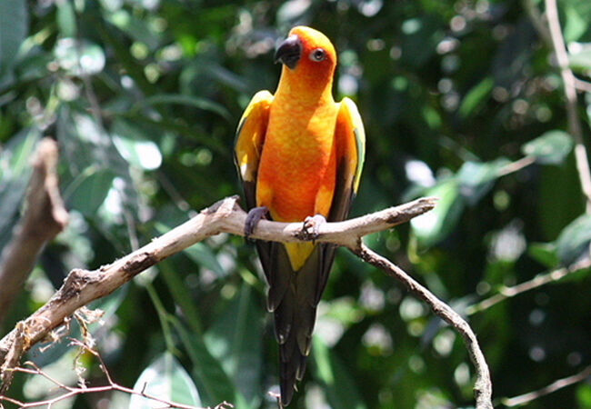 コガネメキシコインコが見られました。