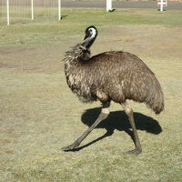 敷地内でみたエミュー