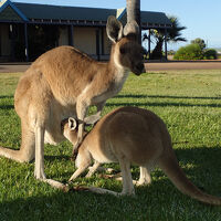 カンガルーの親子