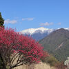 花と残雪がきれい、季節は選ばないと