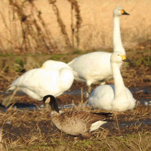 コハクチョウとシジュウカラガン