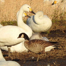 コハクチョウとシジュウカラガン