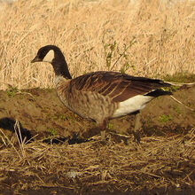 シジュウカラガン