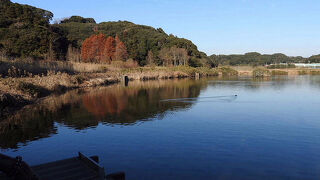 シジュウカラガンが見られました。