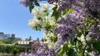 さっぽろライラックまつり