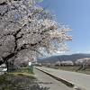 延々と続く桜並木！