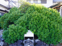 妙楽寺のツツジ