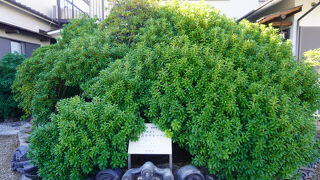 妙楽寺のツツジ