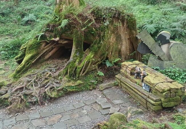 阿里山森林遊楽区を散策