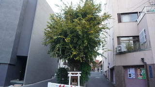 白光大神 (榎木大明神)