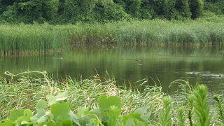 ソリハシシギが見られました。