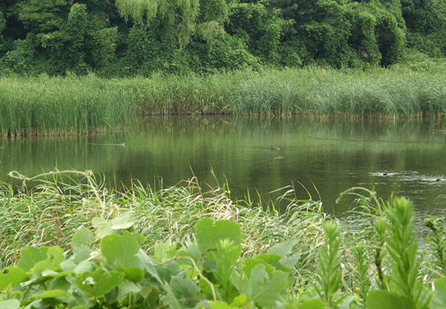 ソリハシシギが見られました。