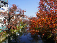 幹線用水路の桜
