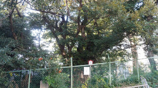 春日神社のシイの社叢