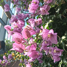 青島亜熱帯植物園