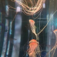 DMMかりゆし水族館