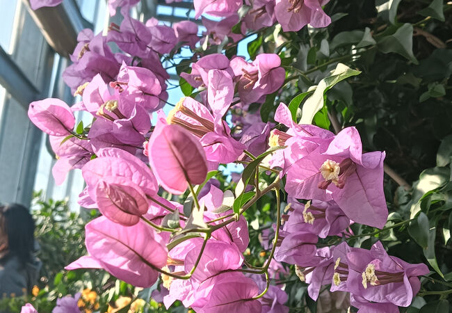 青島亜熱帯植物園