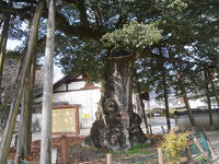 正伝寺のクロガネモチ