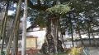 正伝寺のクロガネモチ