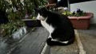 筋湯温泉 宿房 花しのぶ