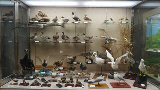 高槻市立自然博物館 (あくあぴあ芥川)